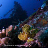 Leaf Scorpionfish & Wreck Photo